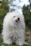 BICHON BOLONAIS 038